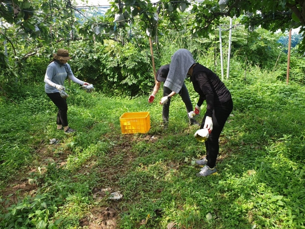 산계룡교육지원청에서는 지난 10일 유미선 교육장을 비롯한 직원 17명과 함께 태풍 피해 복구를 위한 긴급 일손 돕기에 나섰다. / 사진제공=논산계룡교육지원청