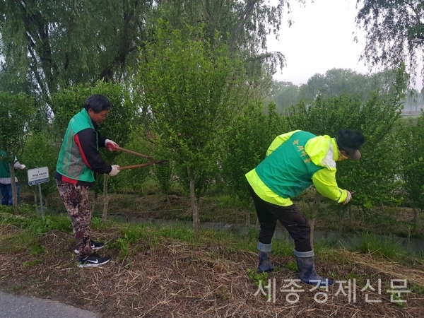 새마을지도자 부여군협의회 무궁화 꽃길 정비 장면 / 사진제공=부여군청