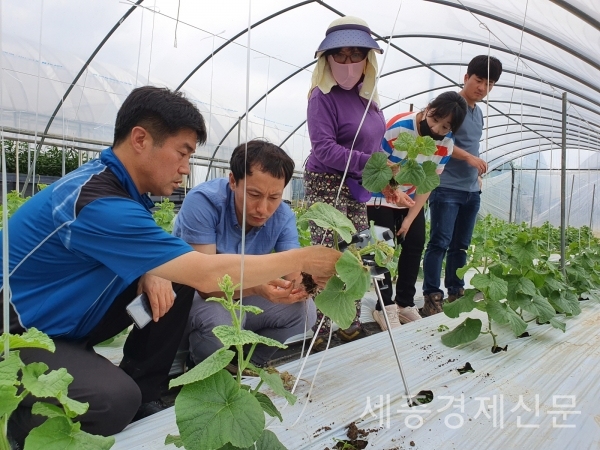 부여군농업기술센터(소장 정대영)는 장마철 강우와 흐린날씨가 지속됨에 따라 농작물 피해예방을 위한 현장기술지원 활동을 강화하고 있다. / 사진제공=부여군청