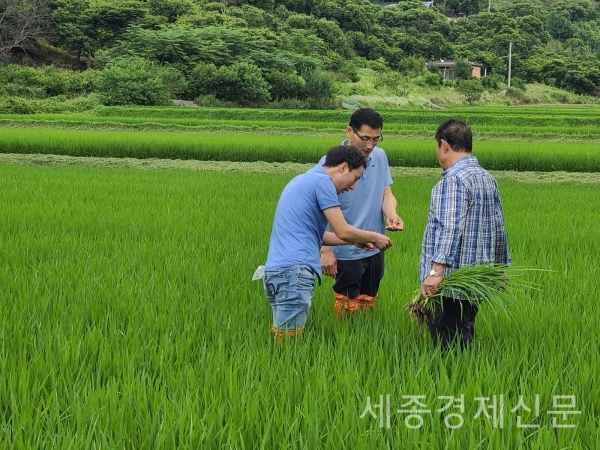 부여군농업기술센터(소장 정대영)는 장마철 강우와 흐린날씨가 지속됨에 따라 농작물 피해예방을 위한 현장기술지원 활동을 강화하고 있다. / 사진제공=부여군청