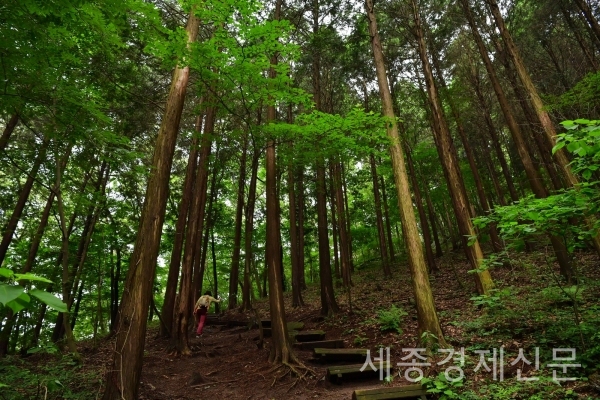 전남 장성군 축령산 일대에 삼나무 62㏊, 편백 143㏊,낙엽송·기타 55㏊를 조림하여 벌거벗었던 산록을 늘 푸르게 한 전국 최대 조림성공지이다. / 권오헌 기자