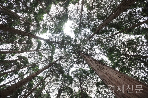 전남 장성군 축령산 일대에 삼나무 62㏊, 편백 143㏊,낙엽송·기타 55㏊를 조림하여 벌거벗었던 산록을 늘 푸르게 한 전국 최대 조림성공지이다. / 권오헌 기자